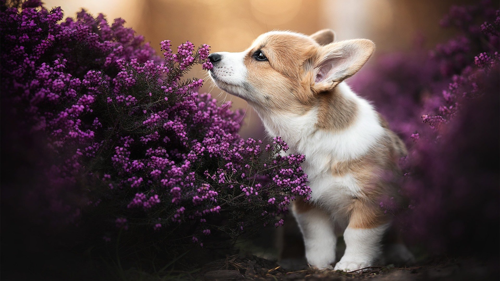 绝地反击！雷诺惊天策略锁胜局，维斯塔潘极限超车铸就唯一经典