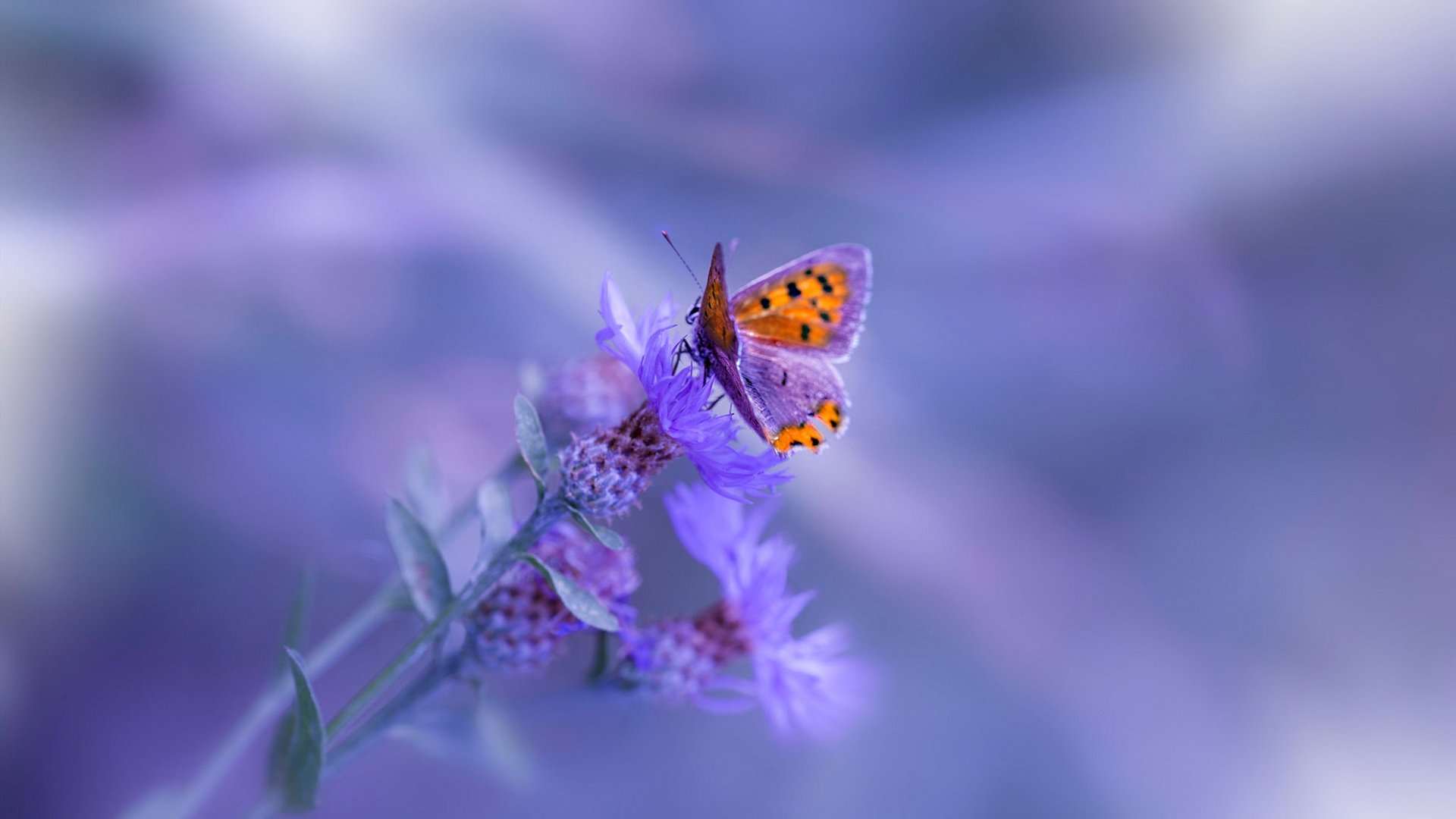 红土之王无赦之地，法网与拉沃尔杯，纳达尔的双重统治宣言