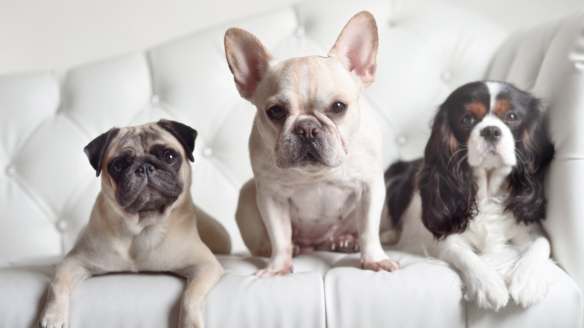 当武士刀击穿C罗的叹息，从日本足球到中国乒乓的亚洲竞技哲学