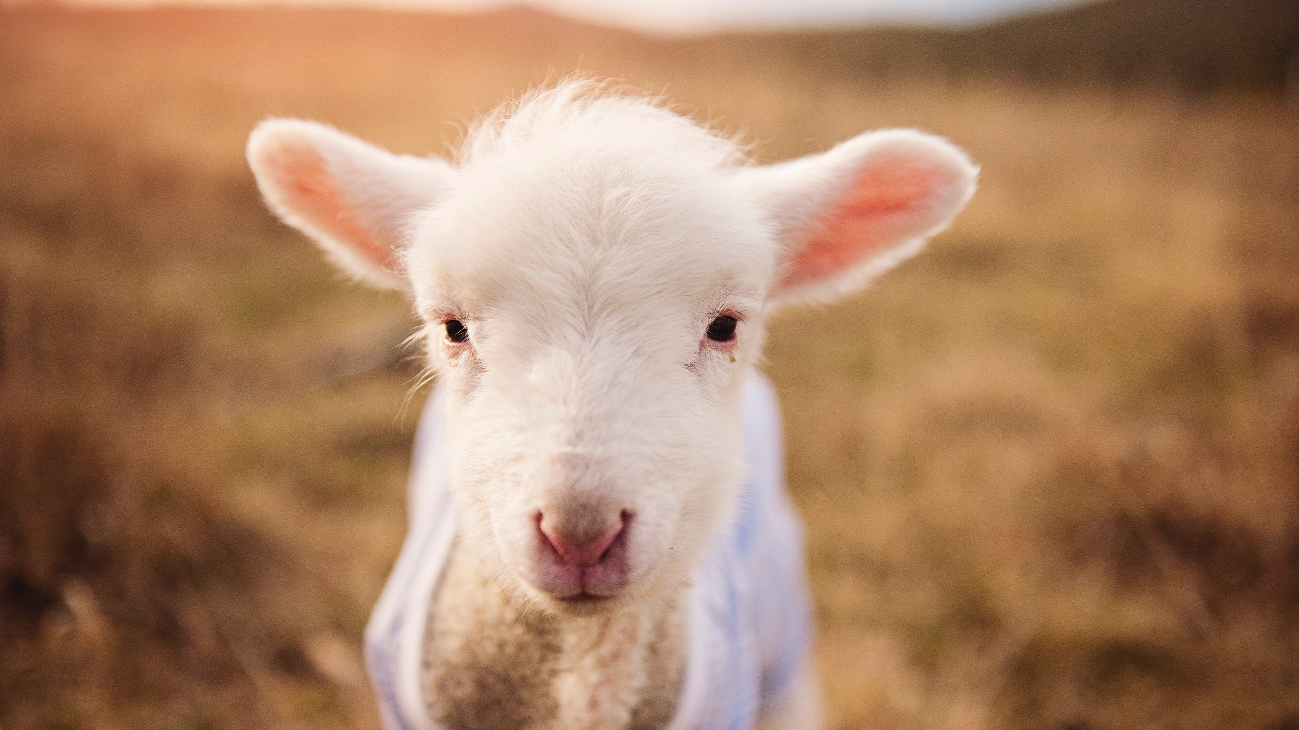 阿什拉夫的一击，当故乡在脚下沉默