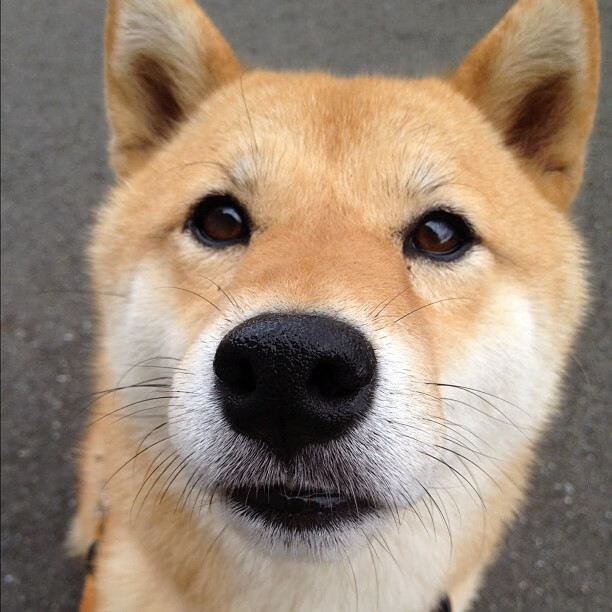 东方力量崛起，久保建英传射主导，亚洲风暴掀翻德甲豪门勒沃库森