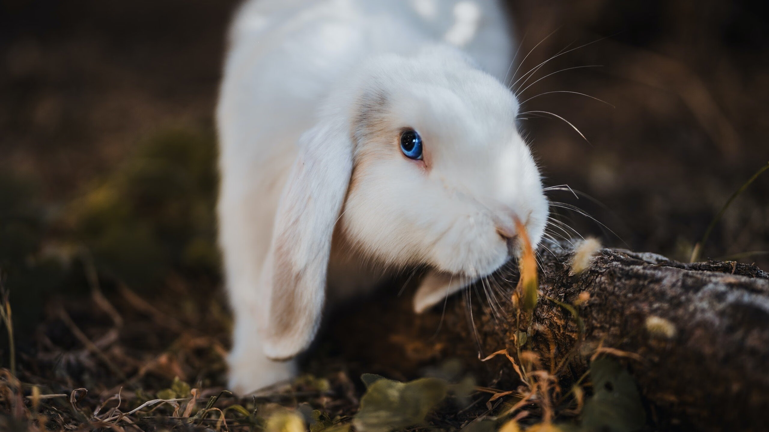 足球考古学谜案,厄瓜多尔如何横扫罗马,哈弗茨又何以成为远古神话中的关键先生?