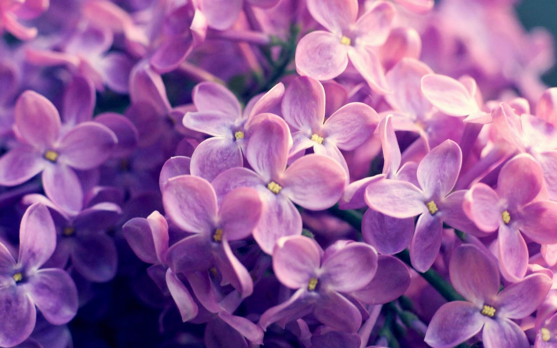 当东契奇踏入底特律铁壁—一场跨越数据的自我证明