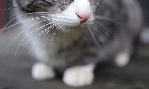 破壁者，斯通斯的魔术与瑞典哲学对国际米兰的终极审判