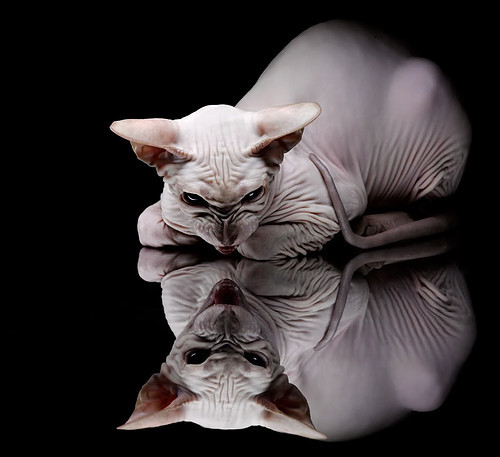 沉默的统治，美加墨世界杯之夜，伦纳德如何用行动重构攻防美学