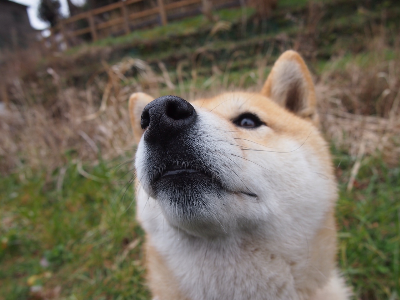 辽宁队打穿骑士背后，拉梅洛·鲍尔如何成为跨文化篮球的关键先生？
