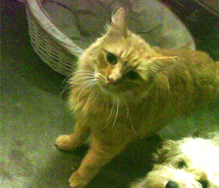 高原奇迹,当山西队激活库里模式,掘金的卫冕之路被拦腰斩断