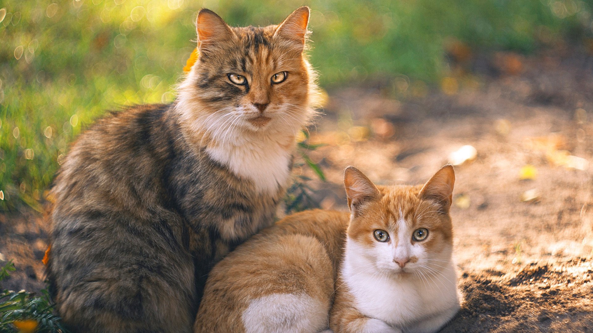 火焰与金戈，当杰伦·格林的野火燎过掘金的冰川防线