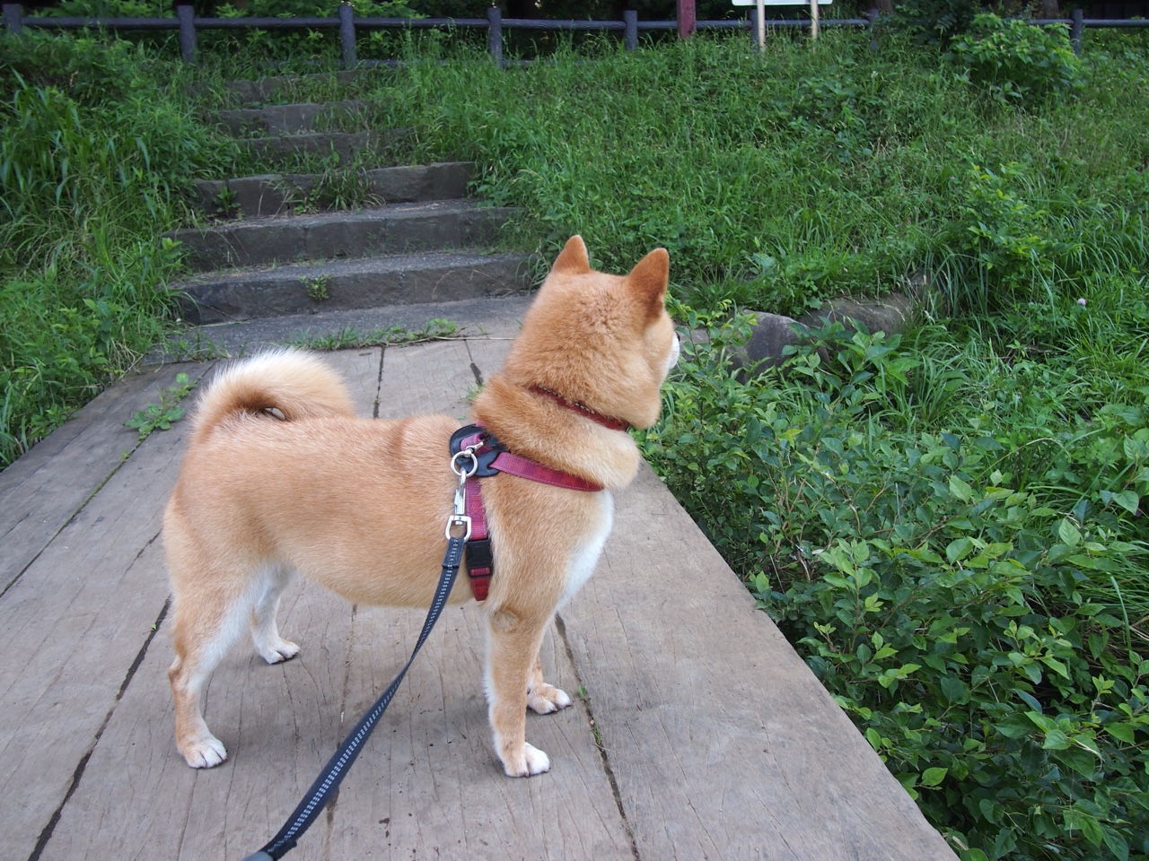 门将之夜,当奥纳纳的存在感填满球场,北伦敦之王却让里昂遭遇溃败