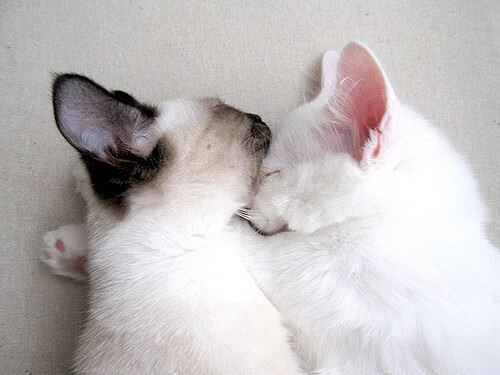 英超的权谋，哥斯达黎加的闪电，足球世界的两幅面孔