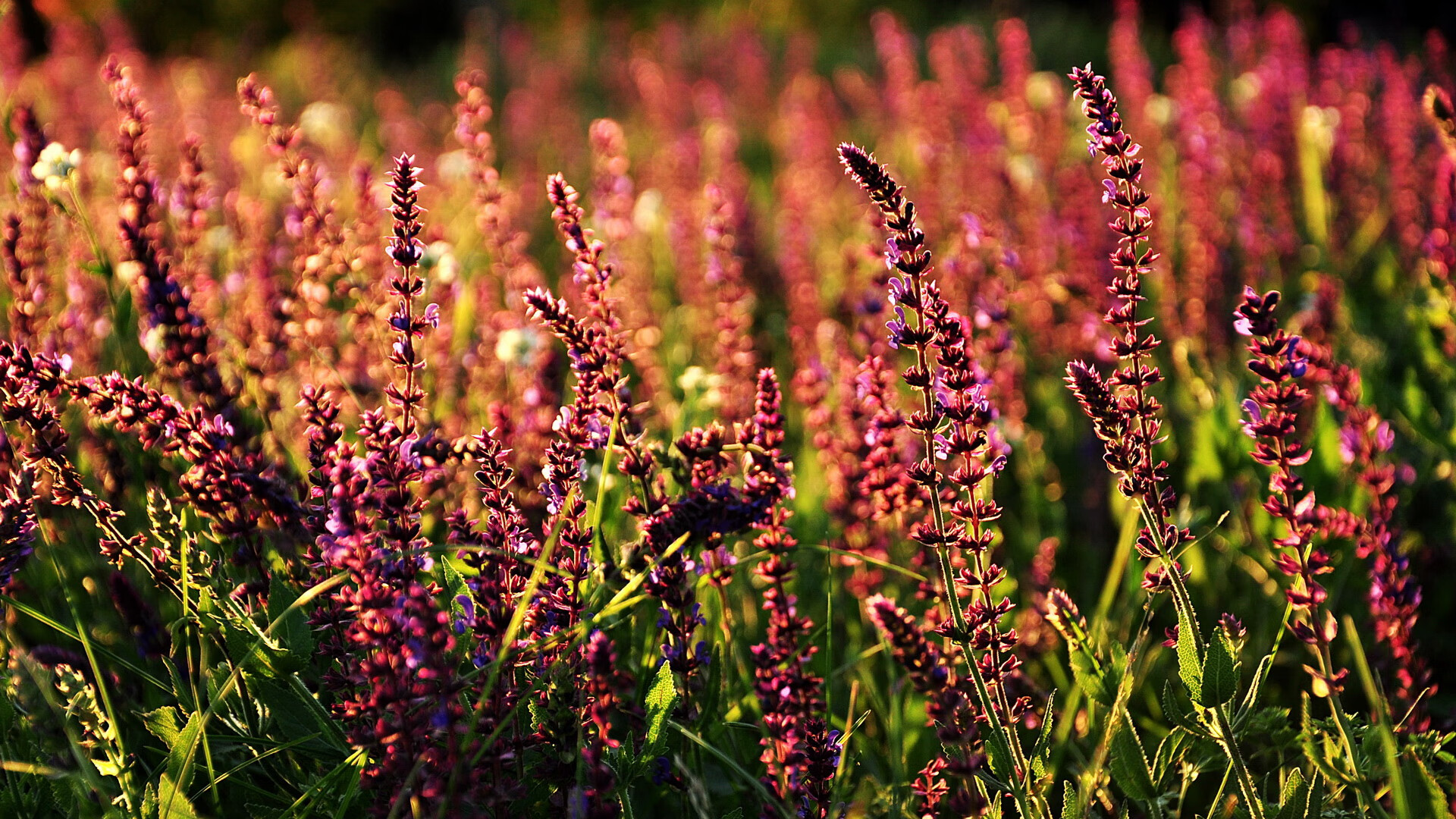 南非之巅的永恒独舞，当卡瓦哈尔的权杖决定墨西哥的命运