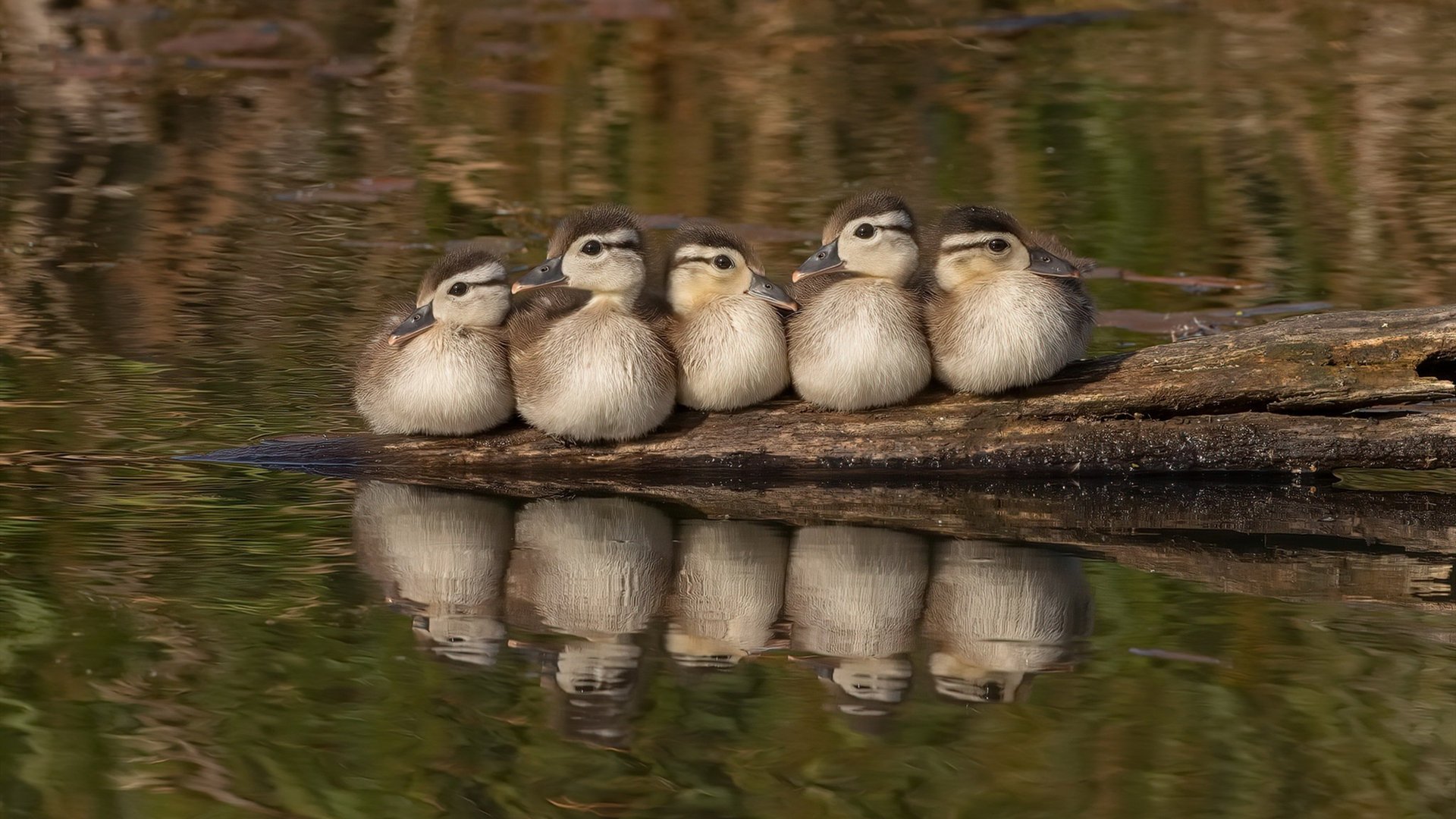 星穹之下,征服之夜,一个属于劳塔罗的奥运周期关键战
