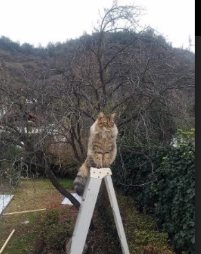 于无声处听惊雷，霍勒迪压力下的爆发与火箭的绝地反击