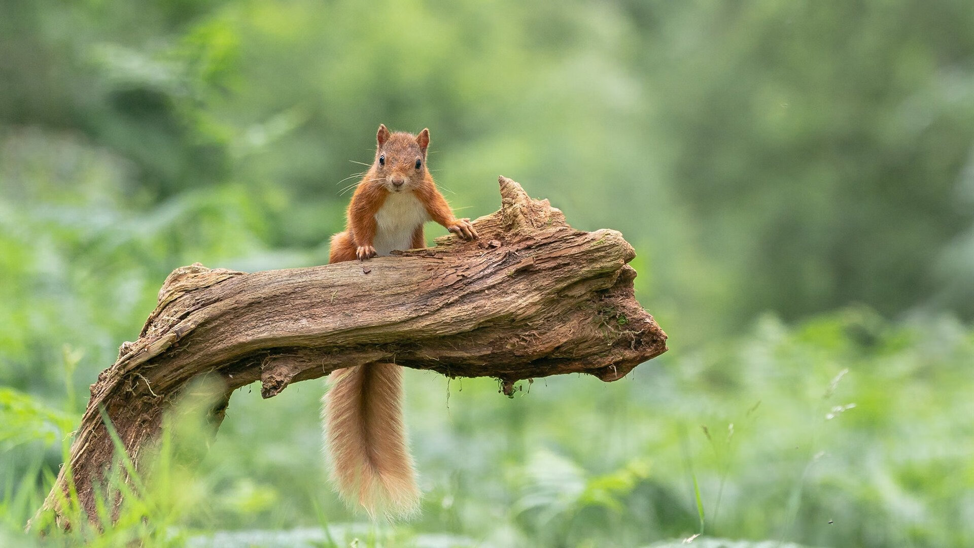 救世主与密码锁,当苏亚雷斯的个人英雄主义遭遇葡萄牙的精密方程式