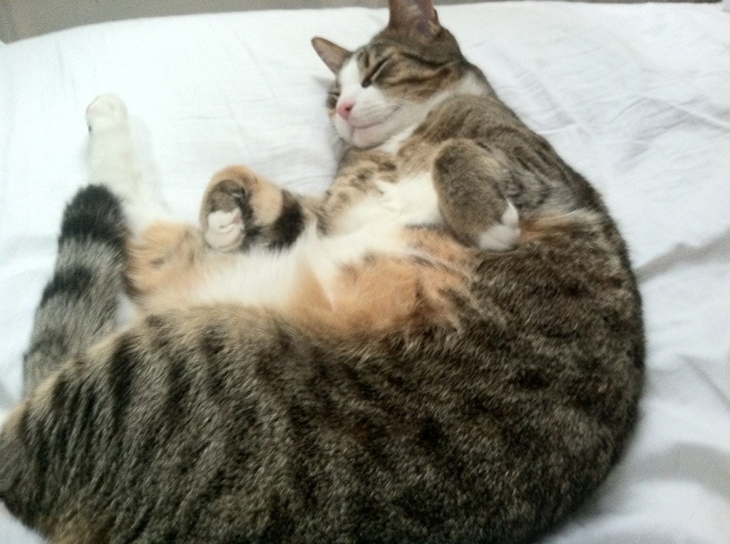 约基奇关键战不手软,森林狼压哨绝杀绿衫军,关键夜晚的两种王者表现