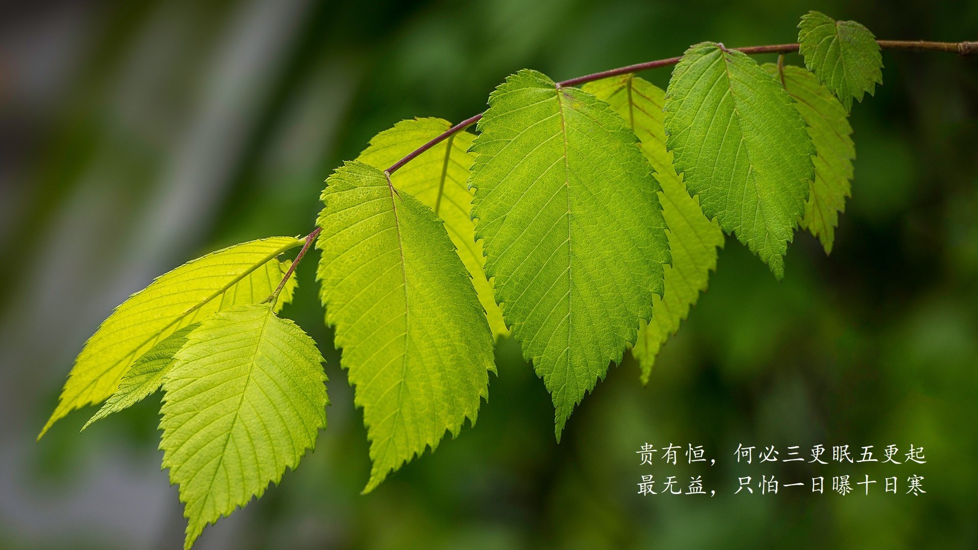 绝境中的蓝月亮,卢卡库的孤勇,与智利人撕裂巴尔干防线的一夜